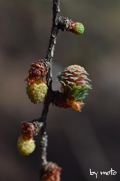 画像を等倍で表示します 20220430カラマツ~雄花(左)と雌花(右)(唐松:マツ科カラマツ属)DSC_3433.JPG