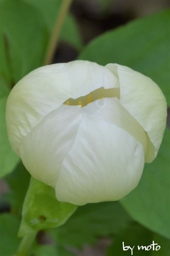 画像を等倍で表示します 20220502ヤマシャクヤク(山芍薬:ボタン科ボタン属)DSC_4003.JPG