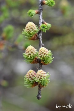 画像を等倍で表示します 20220601カラマツ(唐松:マツ科カラマツ属)DSC_0673.JPG