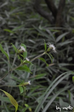 画像を等倍で表示します 20221010オケラ(朮:キク科オケラ属)DSC_9098.JPG