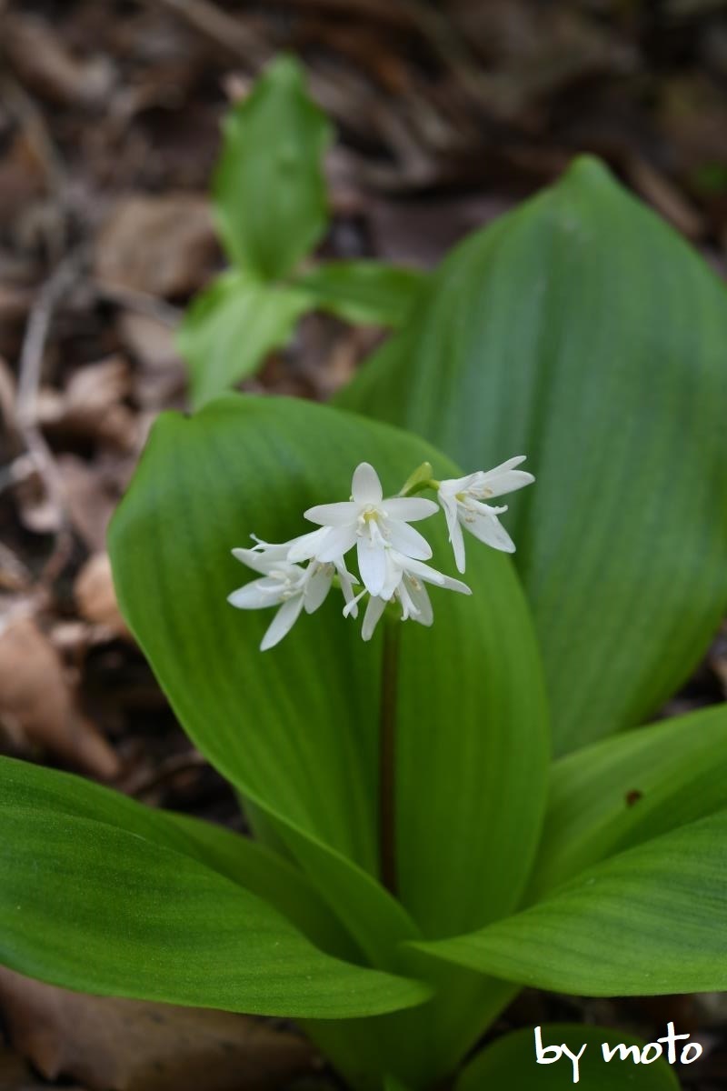 ツバメオモト～純白の花 野山の花たち