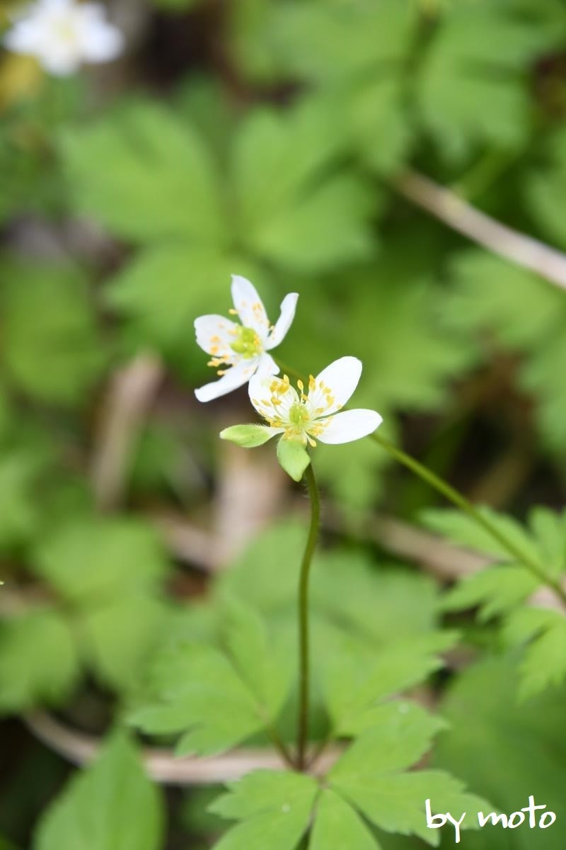 ミドリサンリンソウ～半分だけ 野山の花たち