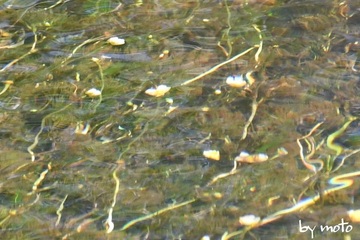 画像を等倍で表示します 20230806バイカモ(梅花藻:キンポウゲ科キンポウゲ属)DSC_1794.JPG
