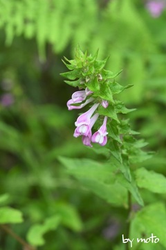 画像を等倍で表示します 20230811ママコナ(飯子菜:ハマウツボ科ママコナ属)DSC_0074.JPG