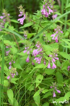 画像を等倍で表示します 20230811ママコナ(飯子菜:ハマウツボ科ママコナ属)DSC_0075.JPG