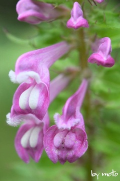 画像を等倍で表示します 20230811ママコナ(飯子菜:ハマウツボ科ママコナ属)DSC_0080.jpg