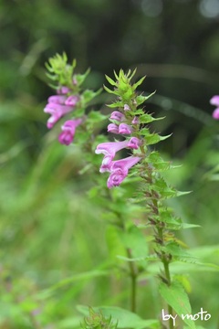 画像を等倍で表示します 20230811ママコナ(飯子菜:ハマウツボ科ママコナ属)DSC_0083.JPG