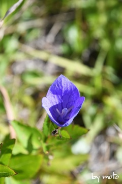 画像を等倍で表示します 20230914キキョウ(桔梗:キキョウ科キキョウ属)DSC_0767.JPG