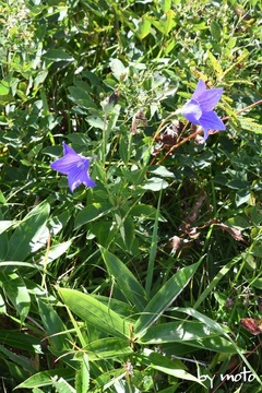 画像を等倍で表示します 20230914キキョウ(桔梗:キキョウ科キキョウ属)DSC_0773.JPG