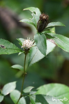 画像を等倍で表示します 20230925オケラ(朮:キク科オケラ属)DSC_2117.JPG