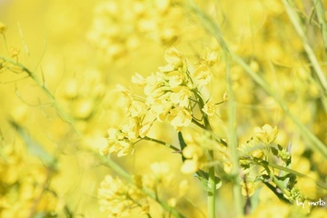 画像を等倍で表示します 20240302アブラナ(油菜:アブラナ科アブラナ属)上武大橋DSC_0008.JPG