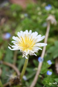 画像を等倍で表示します 20240406シロバナタンポポ(白花蒲公英:キク科タンポポ属)DSC_0365.JPG