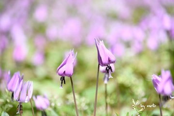 画像を等倍で表示します 20240413カタクリ(片栗:ユリ科カタクリ属)DSC_0427.JPG