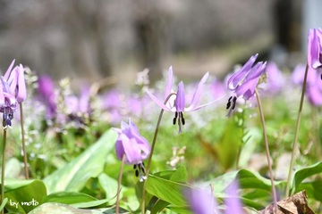 画像を等倍で表示します 20240413カタクリ(片栗:ユリ科カタクリ属)DSC_0432.JPG