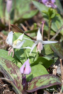 画像を等倍で表示します 20240413カタクリ~白花(片栗:ユリ科カタクリ属)DSC_0239.JPG