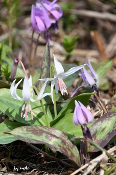 画像を等倍で表示します 20240413カタクリ~白花(片栗:ユリ科カタクリ属)DSC_0244.JPG