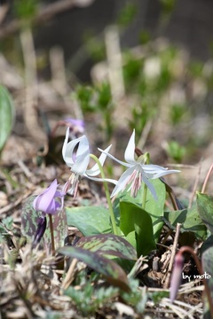 画像を等倍で表示します 20240413カタクリ~白花(片栗:ユリ科カタクリ属)DSC_0253.JPG