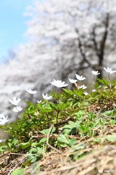 画像を等倍で表示します 20240413キクザキイチゲ(菊咲一華:キンポウゲ科イチリンソウ属)DSC_0414.JPG