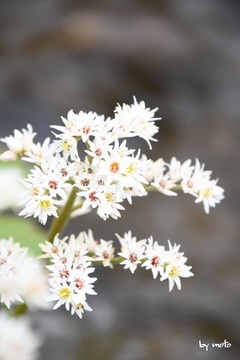 画像を等倍で表示します 20240419タンチョウソウ(丹頂草:別名イワヤツデ:ユキノシタ科タンチョウソウ属)DSC_0053.JPG