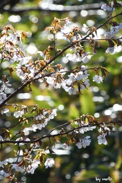 画像を等倍で表示します 20240518タカネザクラ(高嶺桜:別名ミネザクラ:バラ科サクラ属)DSC_0072.JPG