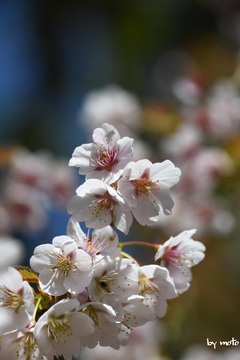 画像を等倍で表示します 20240518タカネザクラ(高嶺桜:別名ミネザクラ:バラ科サクラ属)DSC_0331.JPG