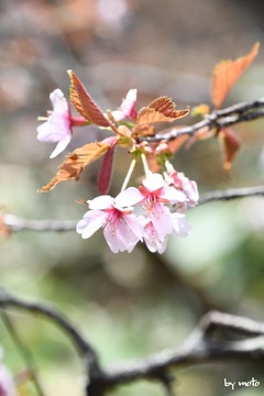 画像を等倍で表示します 20240525タカネザクラ(高嶺桜:別名ミネザクラ:バラ科サクラ属)DSC_0134.JPG