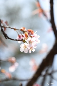画像を等倍で表示します 20240525タカネザクラ(高嶺桜:別名ミネザクラ:バラ科サクラ属)DSC_0135.JPG