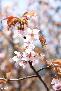 画像を等倍で表示します 20240525タカネザクラ(高嶺桜:別名ミネザクラ:バラ科サクラ属)DSC_0136.JPG
