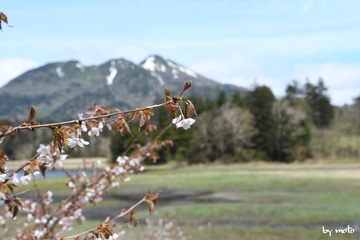 画像を等倍で表示します 20240525タカネザクラ(高嶺桜:別名ミネザクラ:バラ科サクラ属)DSC_0190.JPG