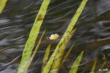 画像を等倍で表示します 20240726バイカモ(梅花藻:キンポウゲ科キンポウゲ属)DSC_0291.JPG