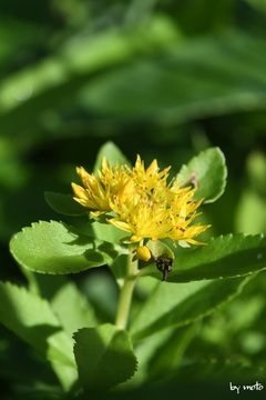 画像を等倍で表示します 20240729キリンソウ(麒麟草:ベンケイソウ科キリンソウ属)DSC_0297.JPG