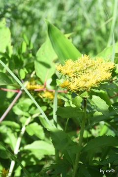 画像を等倍で表示します 20240729キリンソウ(麒麟草:ベンケイソウ科キリンソウ属)DSC_0312.JPG