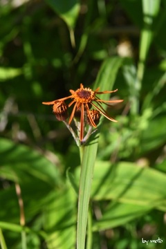 画像を等倍で表示します 20240729コウリンカ(紅輪花:キク科オカオグルマ属)DSC_0152.JPG