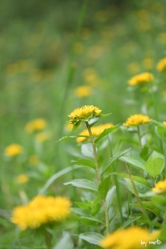 20240803ホソバノキリンソウ（細葉麒麟草：ベンケイソウ科キリンソウ属）DSC_0128.JPG