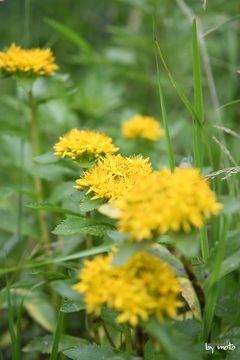 20240803ホソバノキリンソウ（細葉麒麟草：ベンケイソウ科キリンソウ属）DSC_0136.JPG
