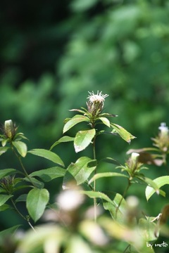 画像を等倍で表示します 20240926オケラ(朮:キク科オケラ属)DSC_0135.JPG