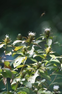 画像を等倍で表示します 20240926オケラ(朮:キク科オケラ属)DSC_0139.JPG