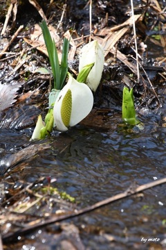 画像を等倍で表示します 20250419ミズバショウ(水芭蕉:サトイモ科ミズバショウ属)DSC_0145.JPG