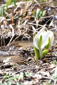 画像を等倍で表示します 20250419ミズバショウ(水芭蕉:サトイモ科ミズバショウ属)DSC_0180.JPG